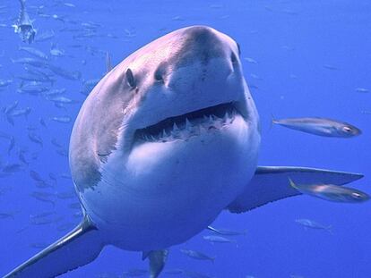 Un gran tiburón blanco.