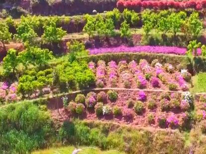 Los campos llenos de color durante la primavera.