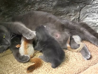 La gata 'Pusha' amamanta a sus cachorros y a crías de ardilla.