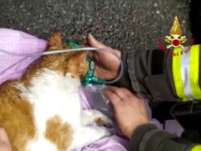 Las imágenes de la reanimación de dos gatos por los bomberos de Turín.