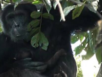 El chimpancé 'Sylvester' mima y acuna a la pequeña 'Maria', de 20 días.