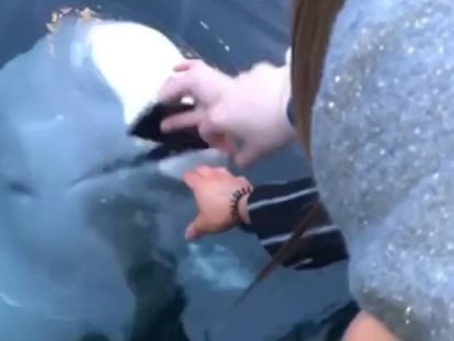 La ballena devolviendo el móvil a una turista. En vídeo, la secuencia completa.