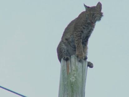 Momento en el que el gato montés comienza a descender.