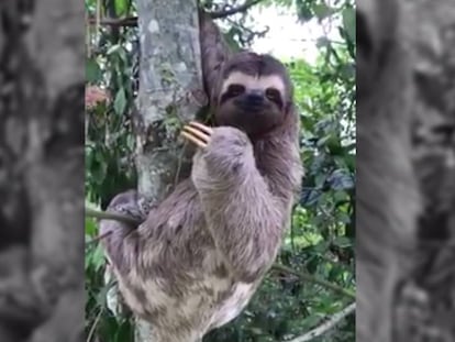 El vídeo del rescate de un perezoso en Río de Janeiro.