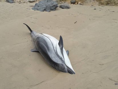 Uno de los delfines hallados muertos este sábado en la playa de Oyambre, en San Vicente de la Barquera. En vídeo, hallan 17 delfines varados en Cantabria, 14 de ellos muertos.