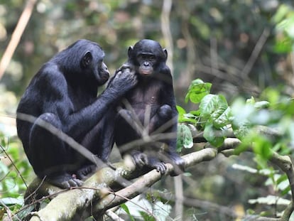 Una madre y su hijo, en la reserva de bonobos de Kokolopori, en la Rep. Dem. del Congo.