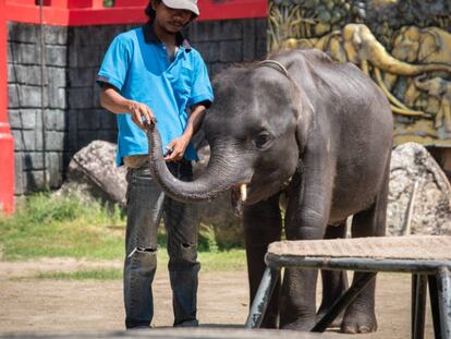 Un trabajador del zoo obligando a Dumbo a tocar la armónica en el zoo de Phuket (Tailandia). En vídeo, así eran las condiciones de vida del animal.