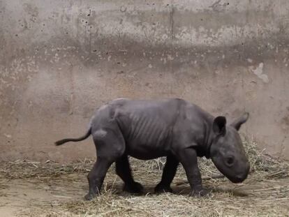 El pequeño rinoceronte negro en el zoológico de Lincoln Park.