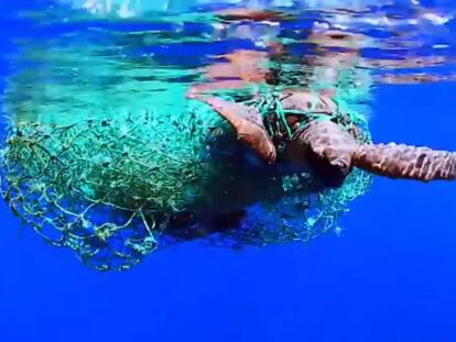 La Guardia Civil libera a una tortuga que estaba atrapada en una red de plástico, después de una recuperación de tres meses.