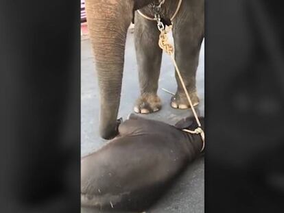 Fotograma de la cría de elefante en el suelo atada al cuello de su madre.