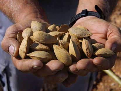 Un agricultor muestra almendras recolectadas en Quel (La Rioja), durante la última campaña.