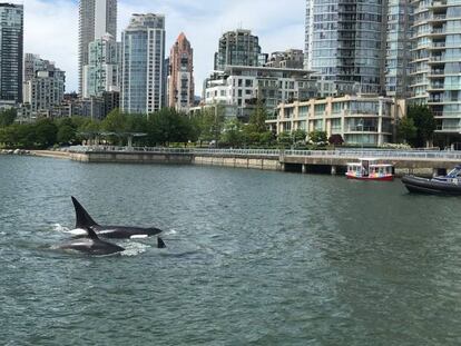 Dos orcas nadando por las aguas de Vancouver, Canadá.