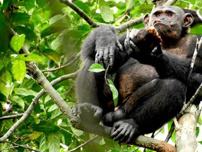 El chimpancé 'Pandi' come del caparazón de una tortuga en las selvas de Gabón.