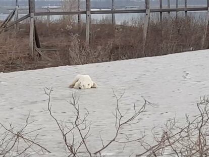 El oso polar tumbado en la ciudad rusa de Norilsk.