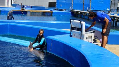 Uno de los trabajos de investigación de A. Fhalman en el Oceanogràfic.