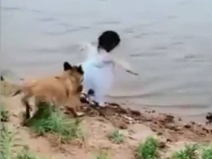 El perro arrastrando a la menor a un lugar seguro.