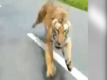 Momento en el que el tigre persigue a los dos motoristas.