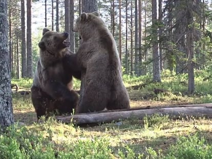 Captura del vídeo de la pelea entre los dos osos en el bosque de Filandia