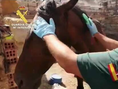 Imágenes de la parcela donde los agentes encontraron a los animales.