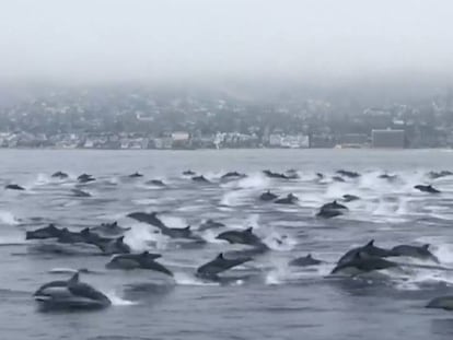 Un centenar de delfines rodea a un barco en el sur de California