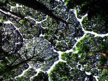 La timidez de los árboles