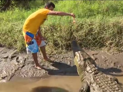 Un joven da de comer a cocodrilos para entretener a turistas en Costa Rica