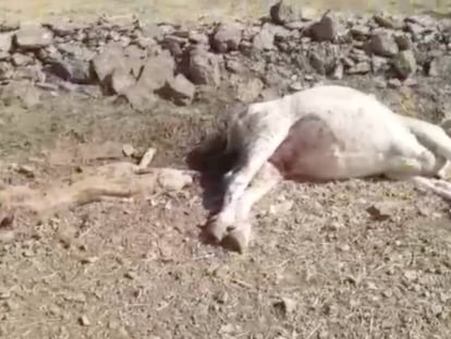 La vaca y su ternero muertos. En vídeo, la escena de los buitres atacando a los animales.