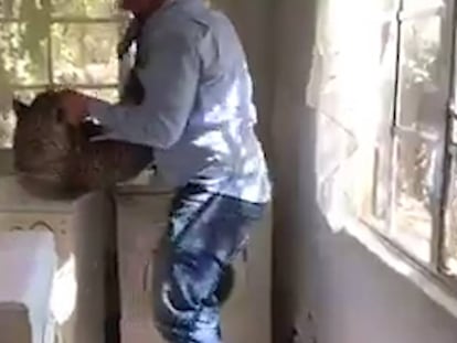 Un veterinario sacando a un leopardo de una lavandería en Benoni (Sudáfrica). En vídeo la secuencia completa.