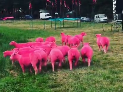 Ovejas teñidas de rosa para promocionar el festival Latitude.