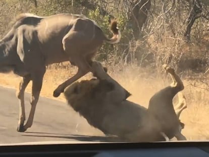 El león atacando al antílope en el Parque Nacional Kruger de Sudáfrica.