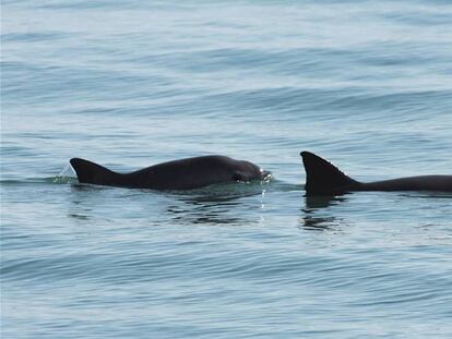 Una vaquita marina con su cría.