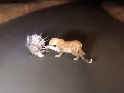 Uno de los múltiples ataques del leopardo al puercoespín. En vídeo, las imágenes grabadas por el guardabosques.