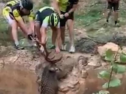 Varios ciclistas tratan de sacar del agua a un ciervo en Granada.