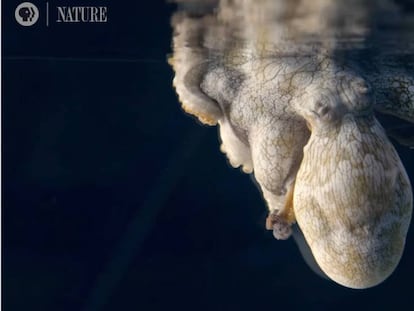Fotograma de 'Octopus: Making Contact' que muestra un pulpo boca abajo. En vídeo, tráiler del documental.
