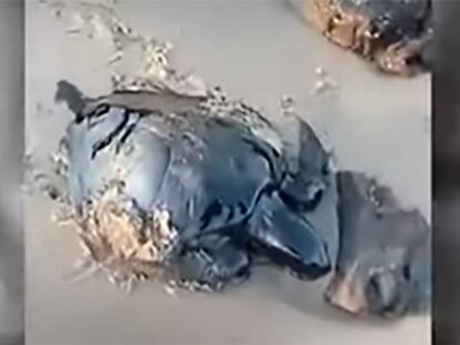 En vídeo, tortugas cubiertas de petróleo en playas de Brasil.
