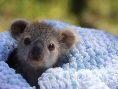 Imágenes de 'Elsa', la nueva cría de koala del Australian Reptile Park.