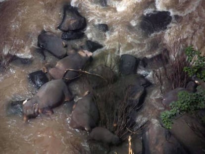 Los cuerpos de varios elefantes accidentados yacen en el fondo de la cascada en Tailandia.