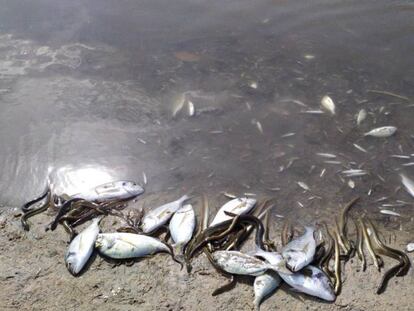 Peces aparecidos muertos en la playa de Villananitos. En vídeo, las imágenes de los peces en la orilla.