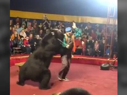 Momento en el que el animal se abalanza sobre su domador durante la función de circo.