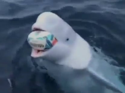 En vídeo, la grabación de la beluga jugando al rugby con un marinero cerca de las costas sudafricanas.