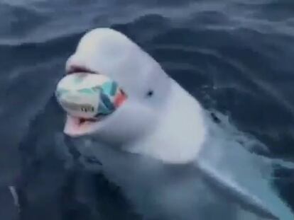 En vídeo, la grabación de la beluga jugando al rugby con un marinero cerca de las costas sudafricanas.