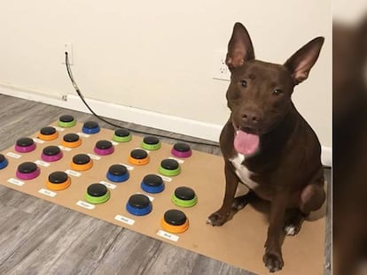 Foto de 'Stella' publicada por su dueña en Instagram. En vídeo, grabación donde se muestra al perro accionando un sistema de botones.