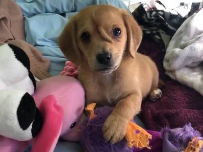 Narwhal, el "perro unicornio".