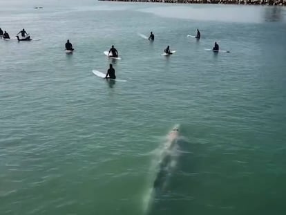 Momento en que la ballena se aproxima al grupo de surfistas. En vídeo, secuencia completa graba por el dron.