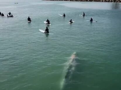 Momento en que la ballena se aproxima al grupo de surfistas. En vídeo, secuencia completa graba por el dron.