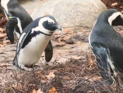 Los dos papás pingüino de Holanda.