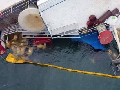 Imagen de Animals Internacional de ovejas muertas junto al barco naufragado en el mar Negro. En vídeo, imágenes del buque.