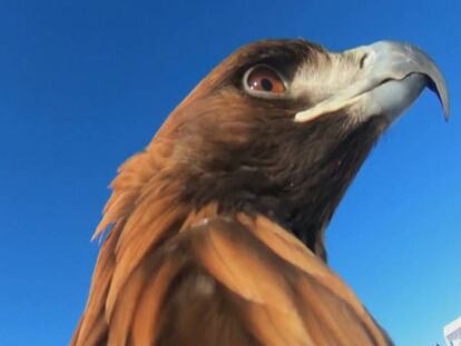 En vídeo, el vuelo de un águila durante un simulacro de caza.