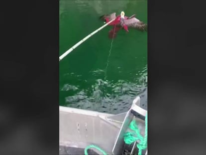 En vídeo, momento en que varios pescadores salvan al águila de los tentáculos del pulpo.