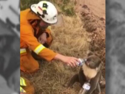 En vídeo, un bombero da de beber a un koala rescatado de un incendio en Australia.
